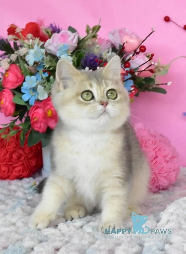 Marta British Shorthair female blue golden shaded live animals