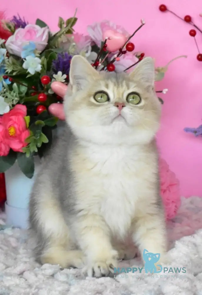 Marta British Shorthair female blue golden shaded live animals