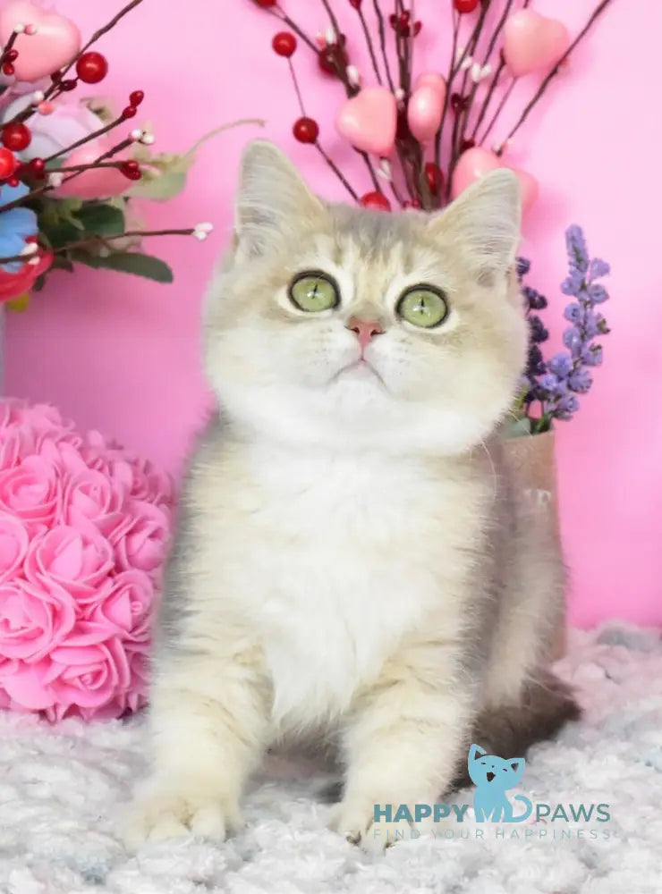 Marta British Shorthair female blue golden shaded live animals