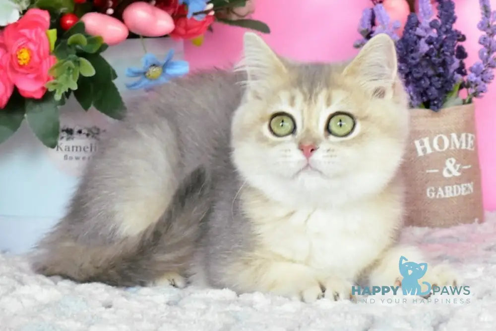 Marta British Shorthair female blue golden shaded live animals