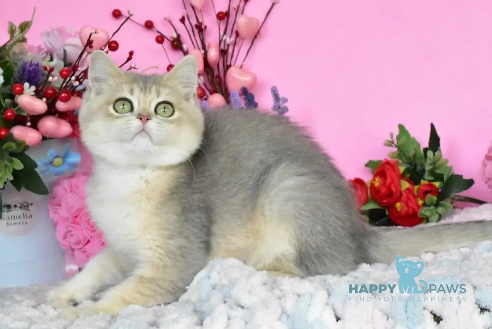 Marta British Shorthair female blue golden shaded live animals