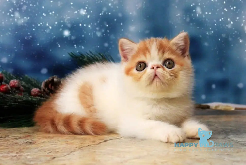 Martin Exotic Male Red Tabby Harlequin Live Animals