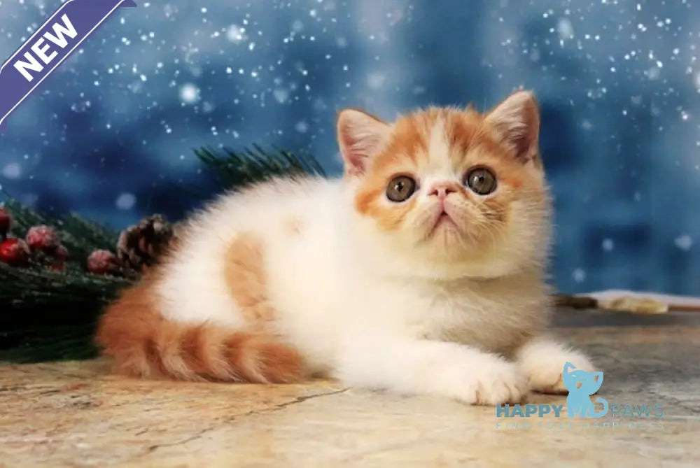 Martin Exotic Male Red Tabby Harlequin Live Animals