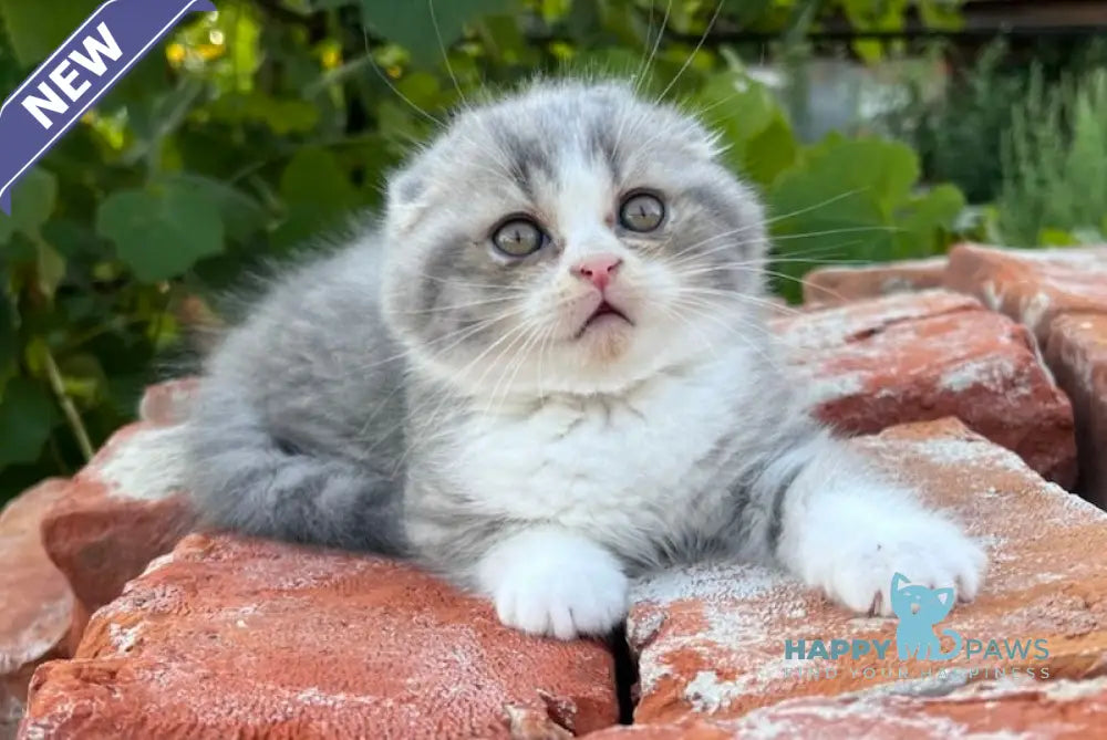 Martin Scottish Fold Male Blue Spotted Tabby Bicolour Live Animals