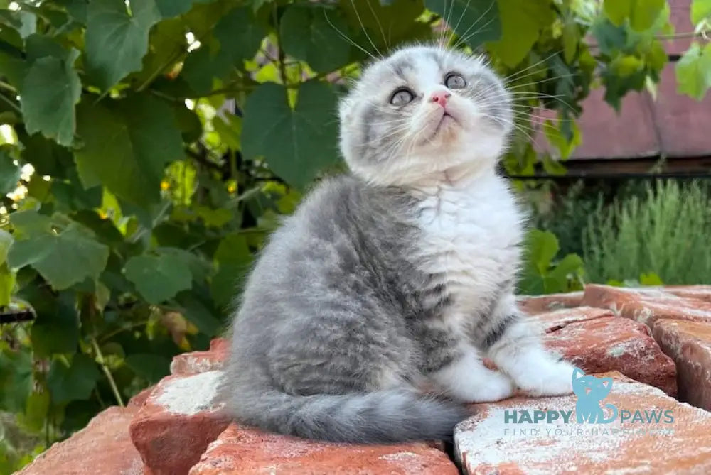 Martin Scottish Fold Male Blue Spotted Tabby Bicolour Live Animals