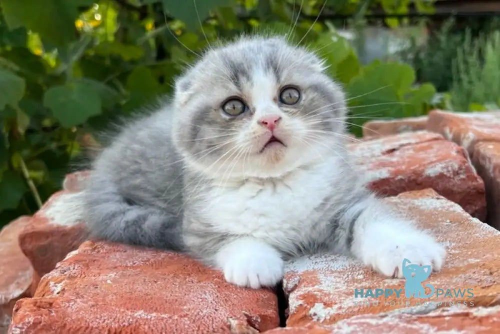 Martin Scottish Fold Male Blue Spotted Tabby Bicolour Live Animals