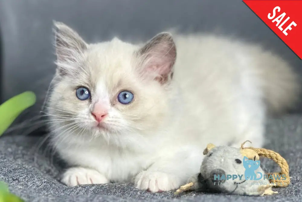 Max Ragdoll Male Blue Bicolour Live Animals