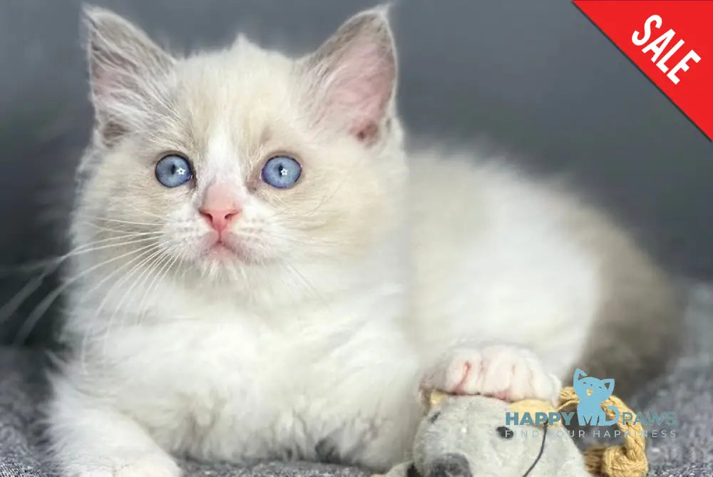 Max Ragdoll Male Blue Bicolour Live Animals