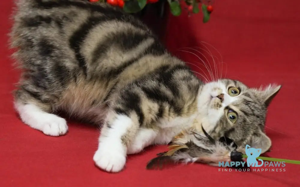 Max Scottish Straight Male Black Tabby Bicolour Live Animals