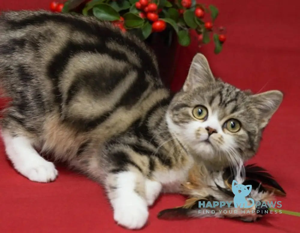 Max Scottish Straight Male Black Tabby Bicolour Live Animals