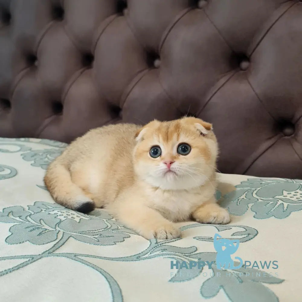 Maya Scottish Fold Female Black Golden Shaded Live Animals