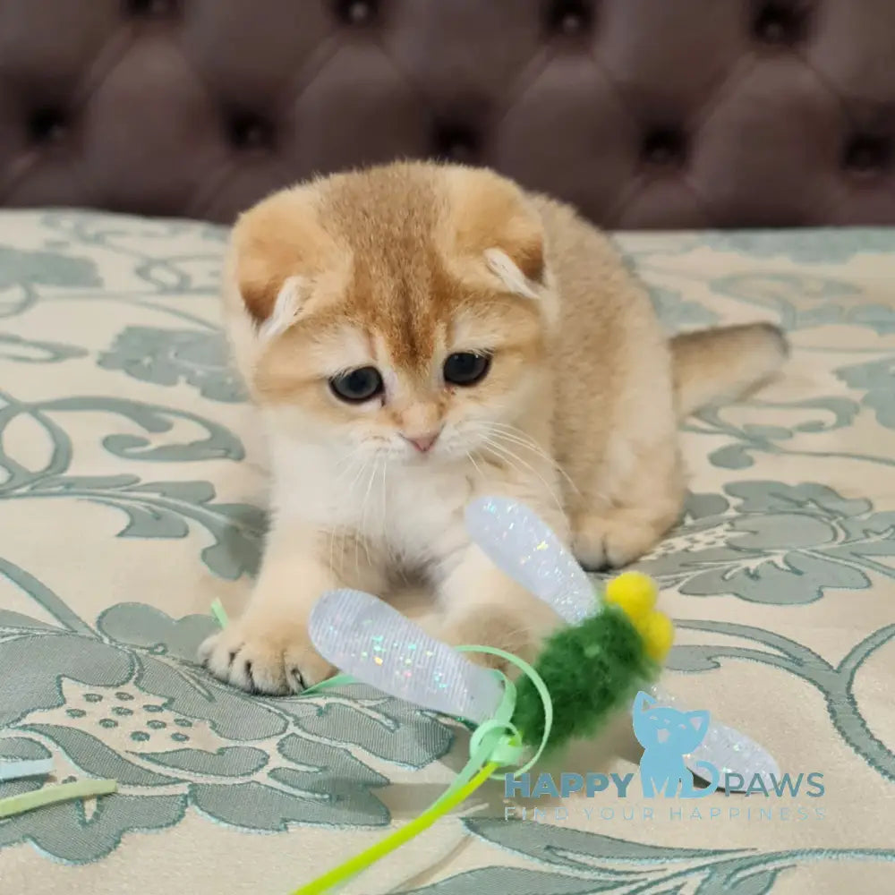 Maya Scottish Fold Female Black Golden Shaded Live Animals