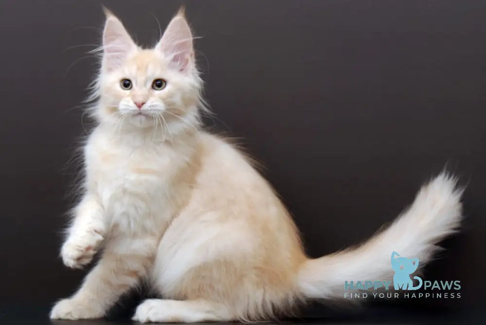 Mechta Maine Coon Female Cream Silver Tabby Live Animals