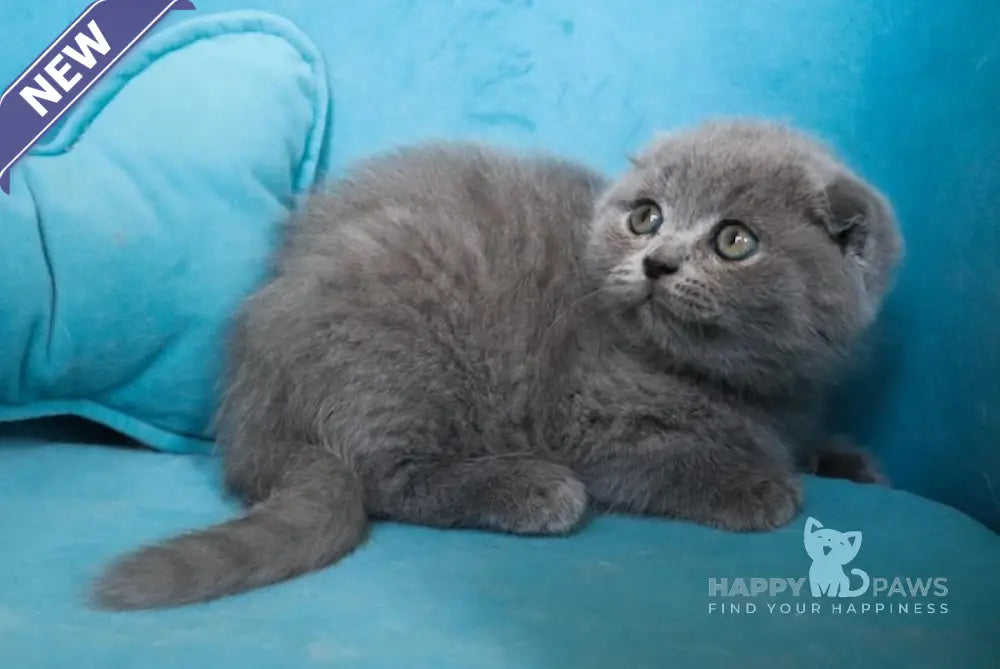 Meeko Scottish Fold Female Blue Live Animals