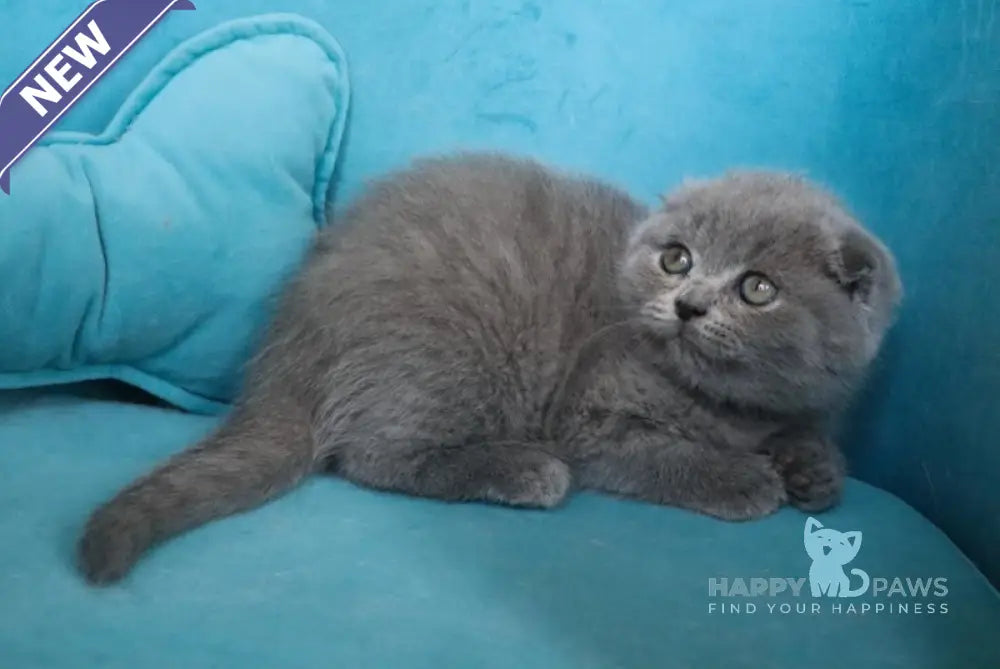 Meeko Scottish Fold Female Blue Live Animals