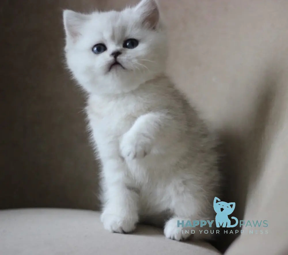 Melanie British Shorthair Female Black Silver Shaded Live Animals