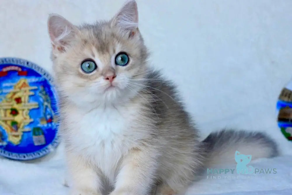 Mellon British Shorthair Male Blue Golden Shaded Live Animals