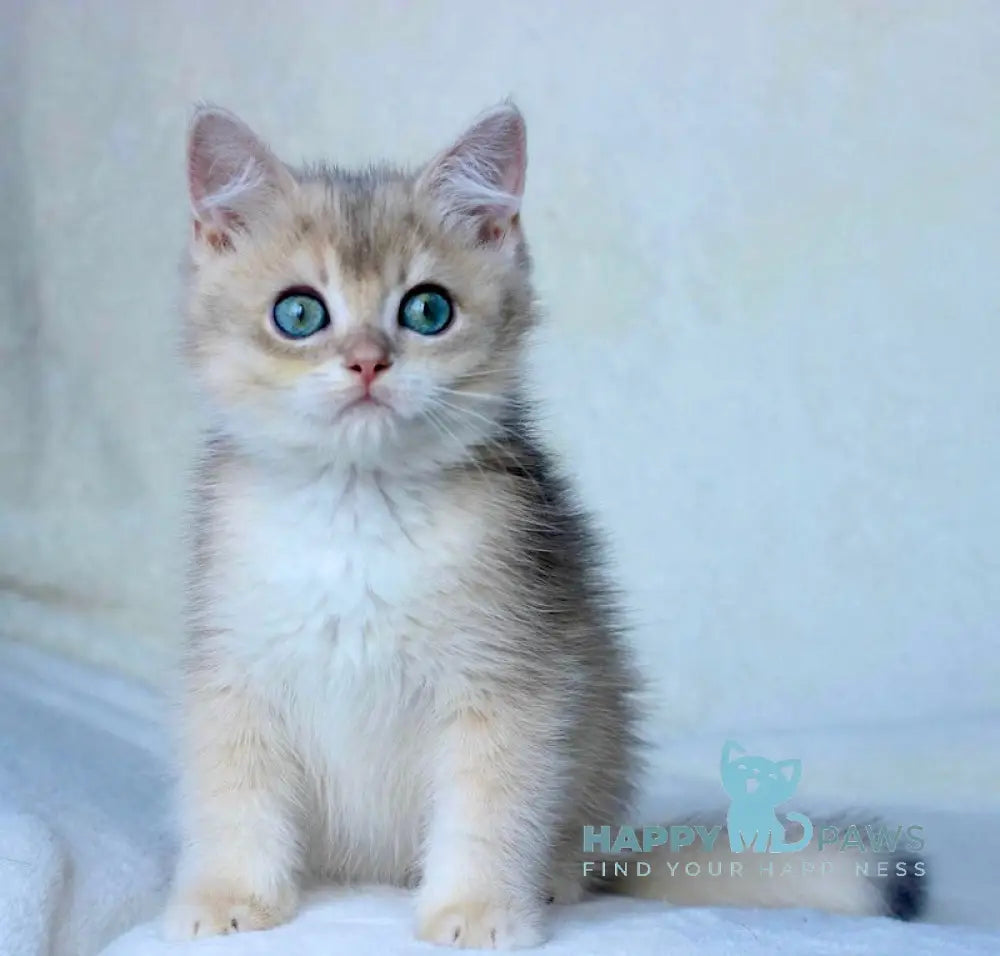 Mellon British Shorthair Male Blue Golden Shaded Live Animals