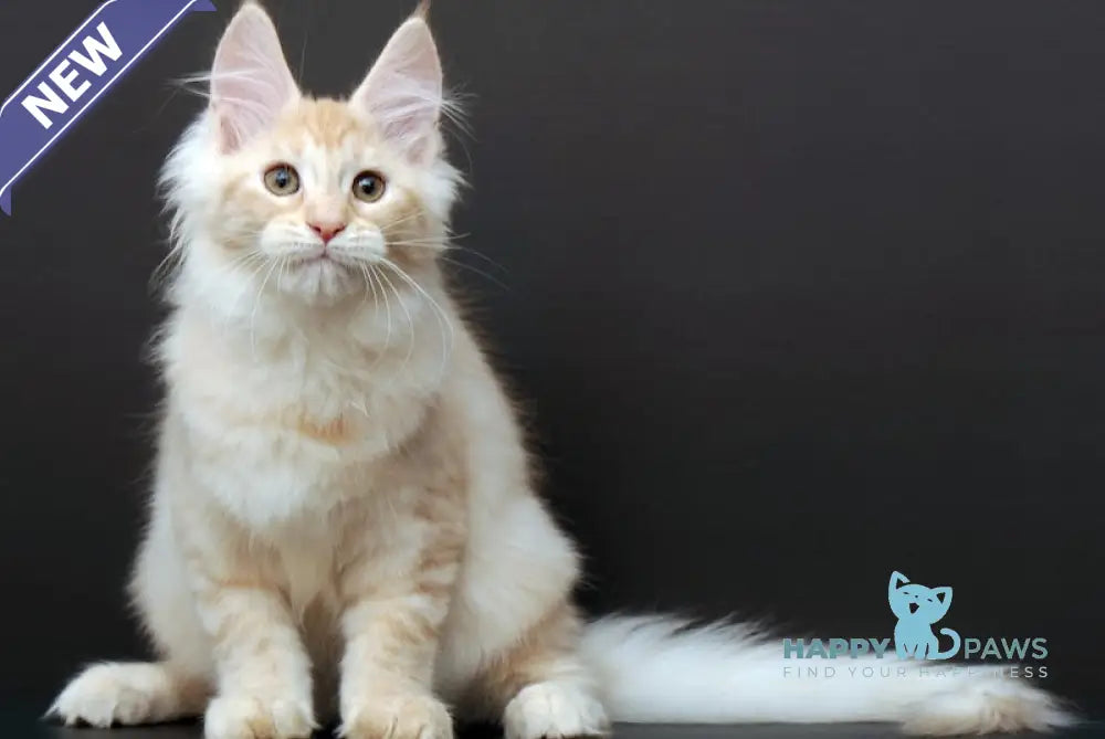 Melody Maine Coon Female Cream Silver Tabby Live Animals