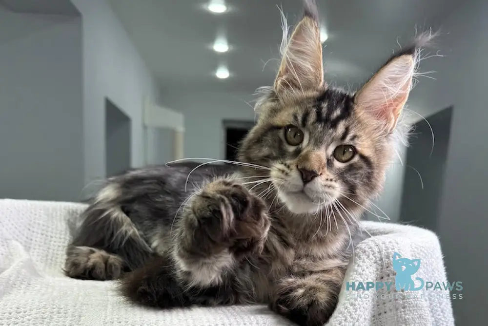 Merry Maine Coon Polydactyl Female Black Tabby Live Animals