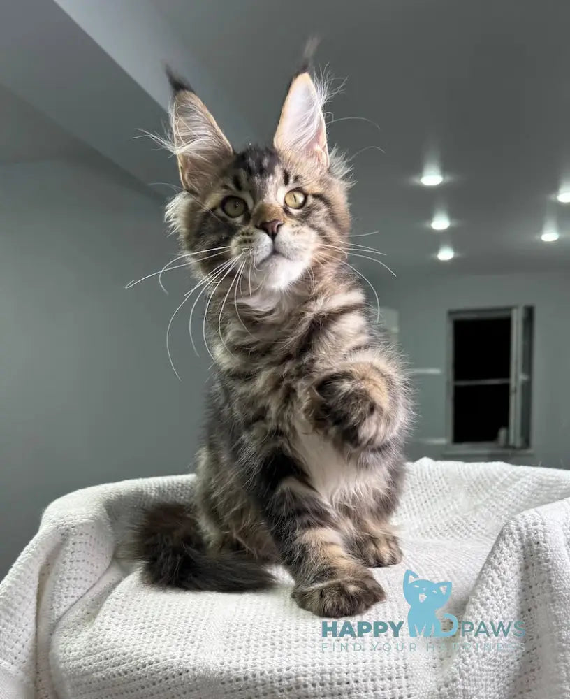 Merry Maine Coon Polydactyl Female Black Tabby Live Animals