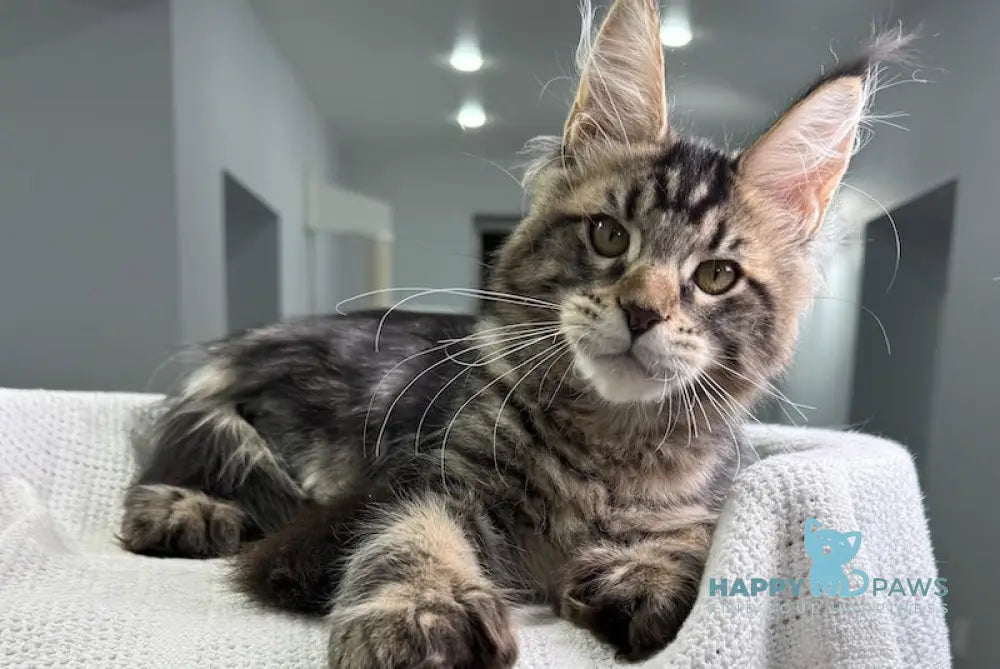 Merry Maine Coon Polydactyl Female Black Tabby Live Animals