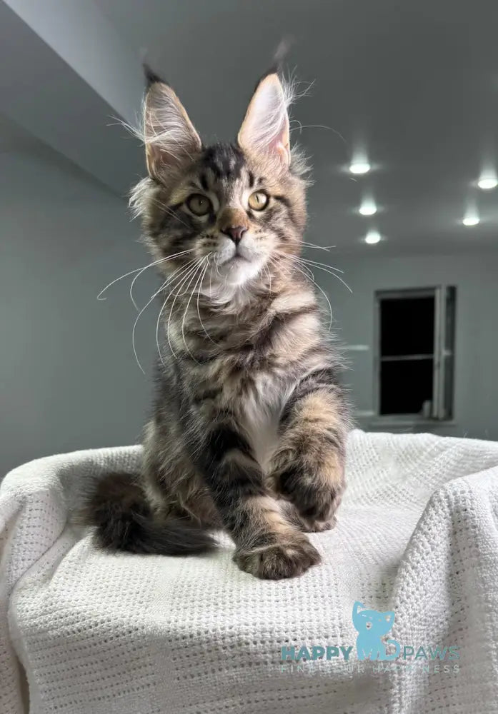 Merry Maine Coon Polydactyl Female Black Tabby Live Animals