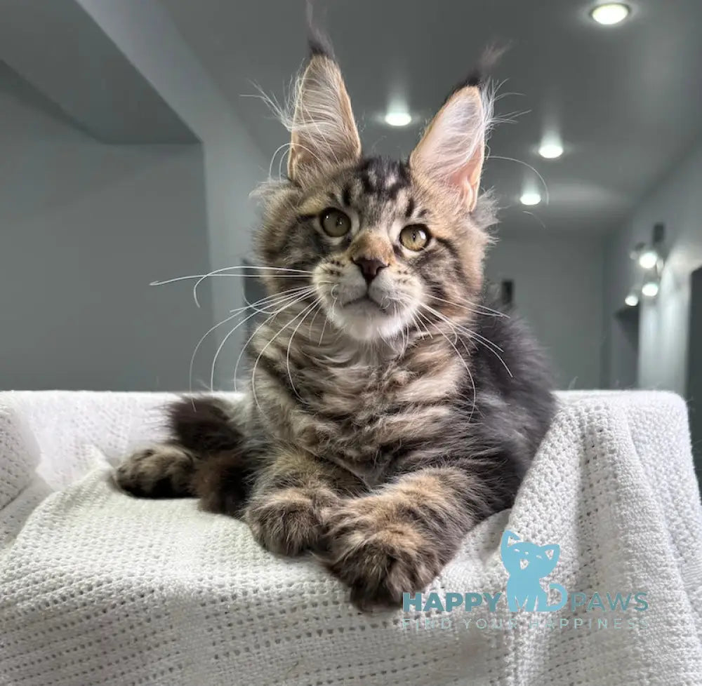 Merry Maine Coon Polydactyl Female Black Tabby Live Animals