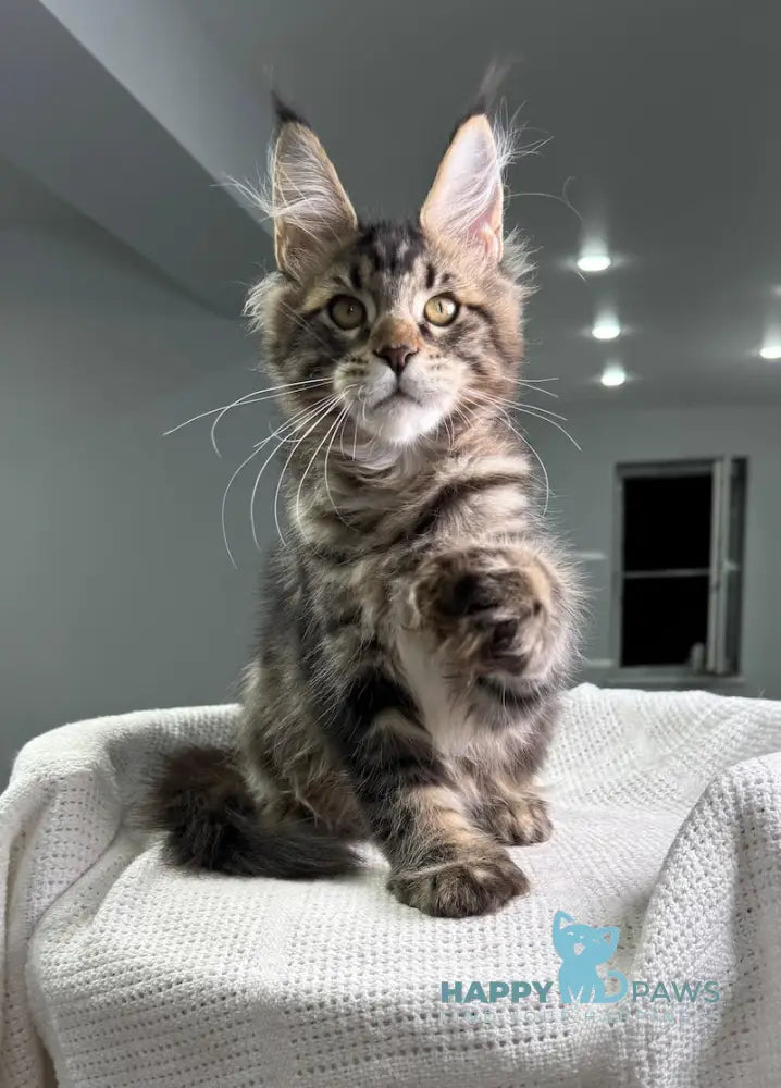 Merry Maine Coon Polydactyl Female Black Tabby Live Animals