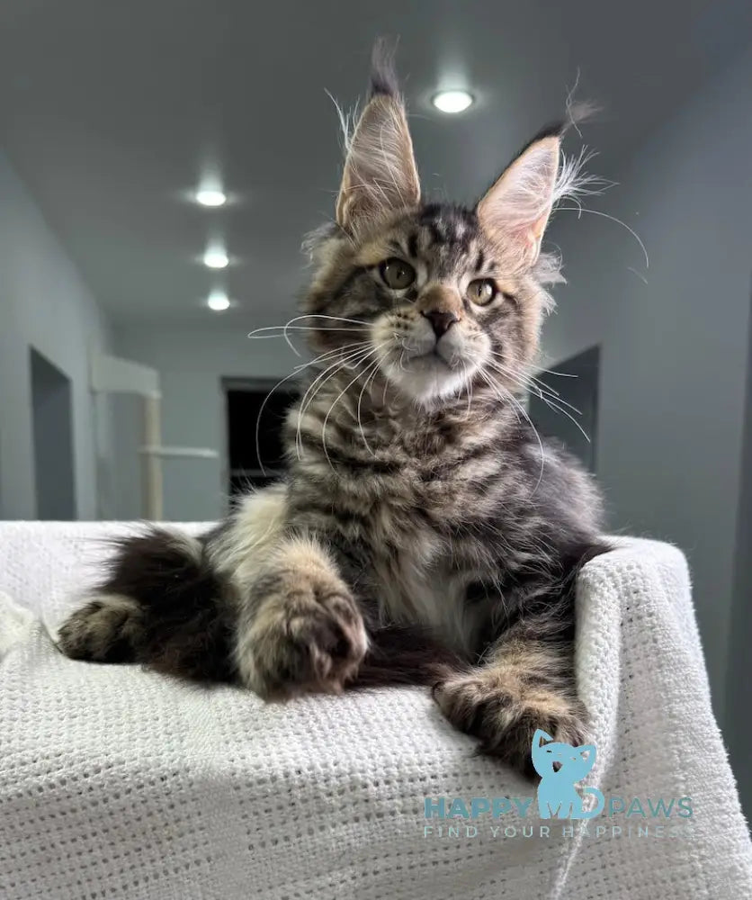 Merry Maine Coon Polydactyl Female Black Tabby Live Animals