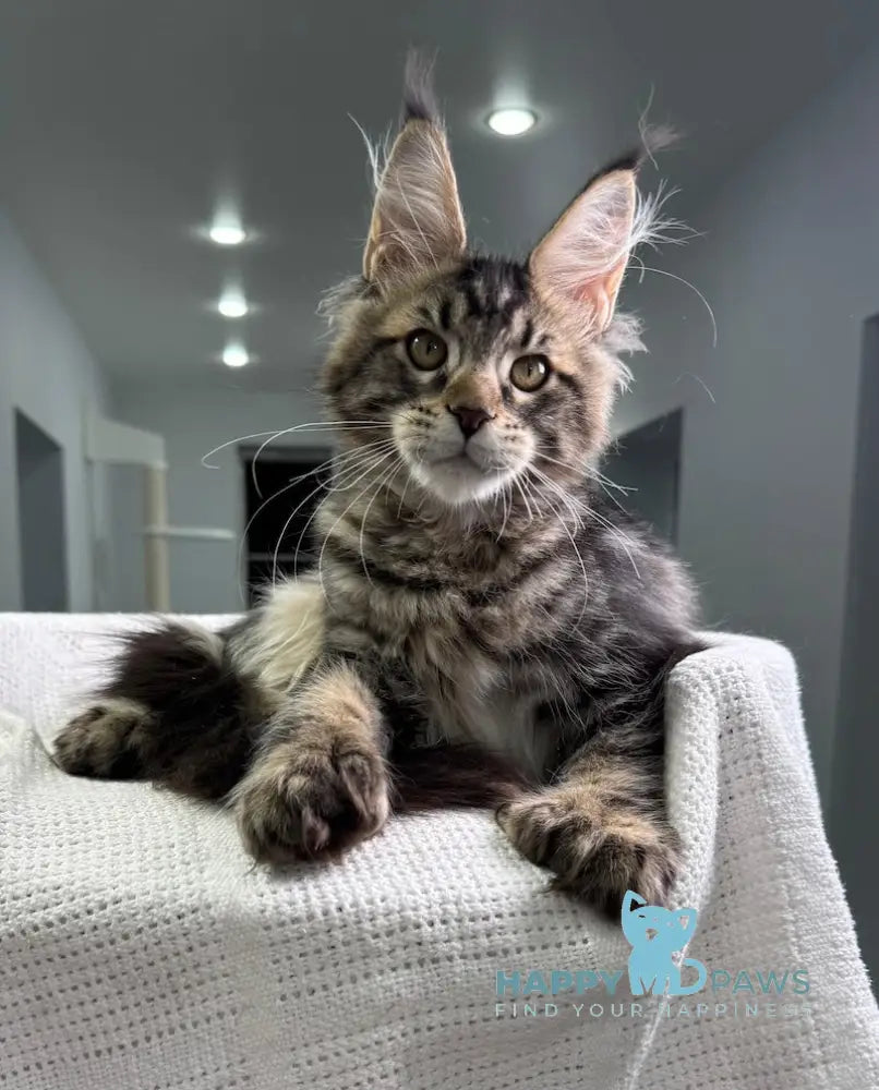 Merry Maine Coon Polydactyl Female Black Tabby Live Animals