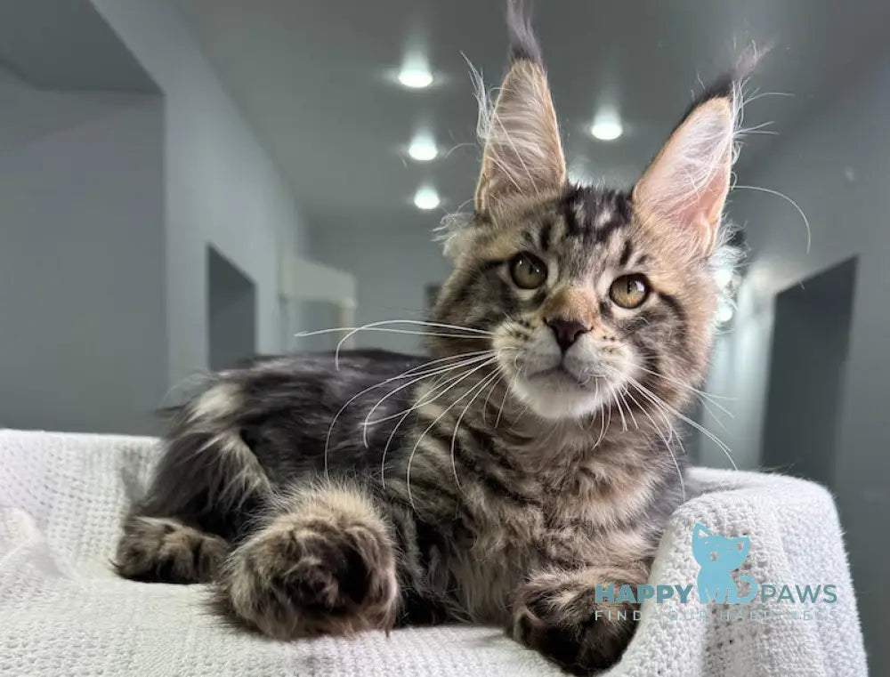 Merry Maine Coon Polydactyl Female Black Tabby Live Animals