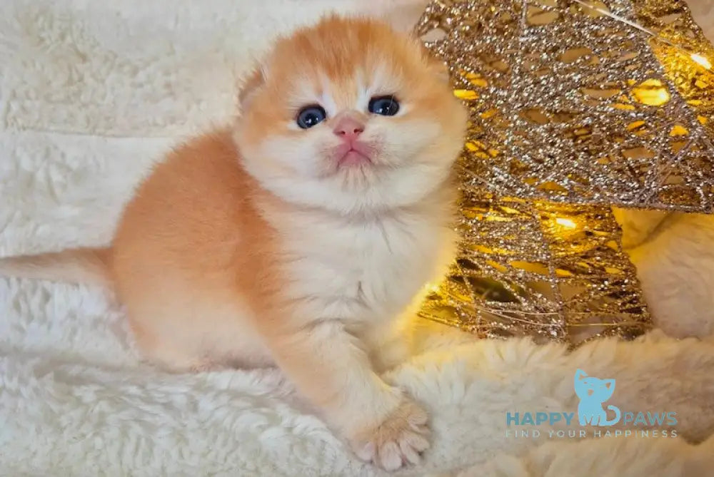 Merry Scottish Fold Female Black Golden Chinchilla Live Animals