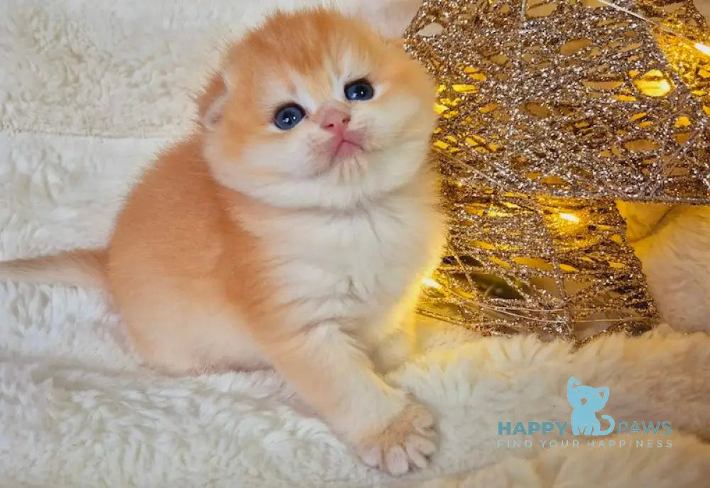 Merry Scottish Fold Female Black Golden Chinchilla Live Animals