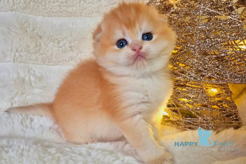 Merry Scottish Fold Female Black Golden Chinchilla Live Animals