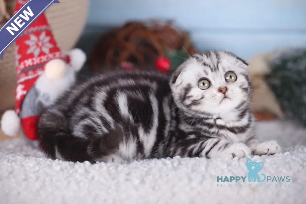 Mia Scottish Fold Female Black Silver Tabby Live Animals