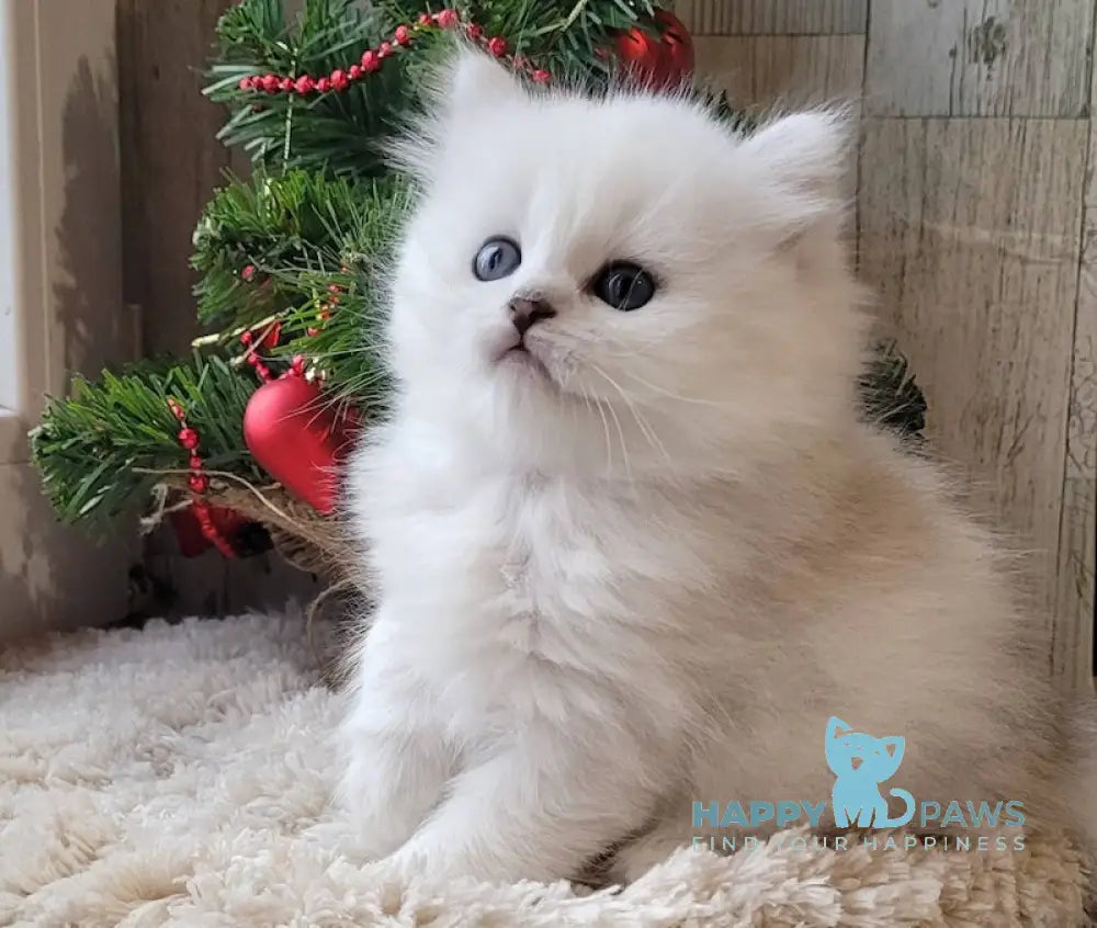 Michelle British Longhair Female Black Silver Shaded Live Animals