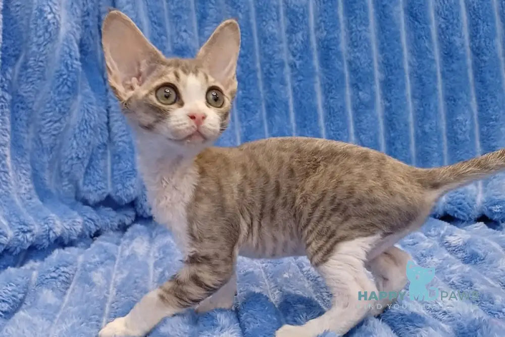 Mickey Devon Rex Female Blue Tabby Bicolour Live Animals