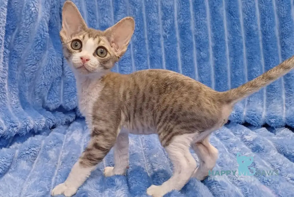 Mickey Devon Rex Female Blue Tabby Bicolour Live Animals