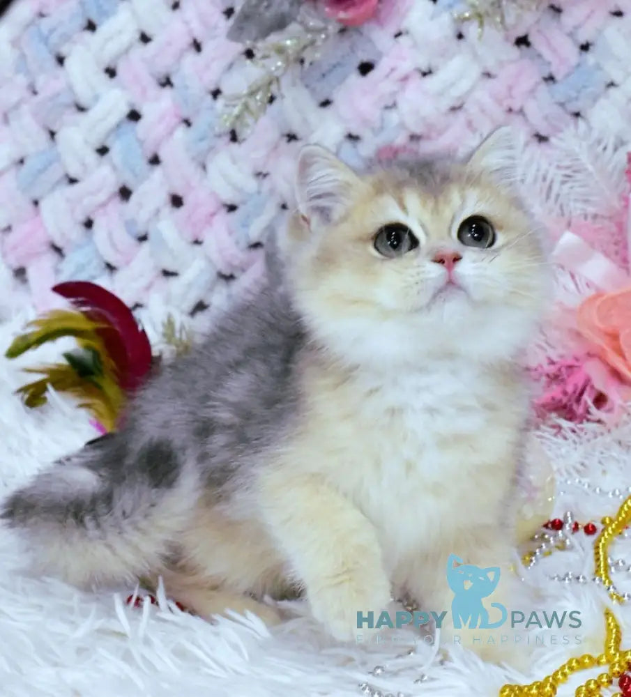 Mikki British Shorthair Male Blue Golden Shaded Live Animals