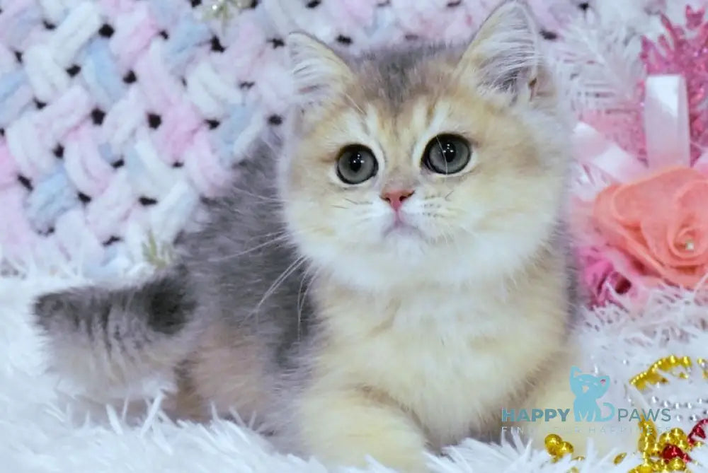 Mikki British Shorthair Male Blue Golden Shaded Live Animals