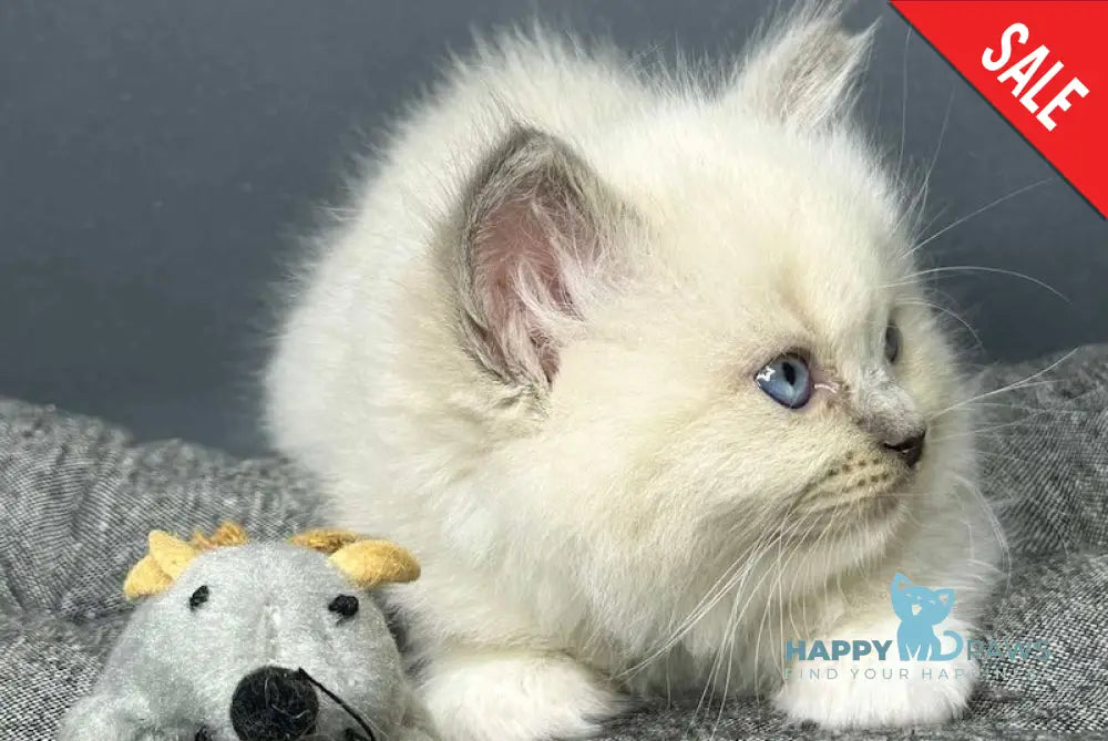 Milan Ragdoll Male Blue Mitted Live Animals