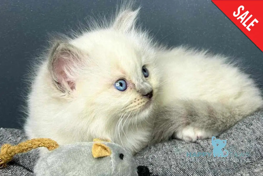 Milan Ragdoll Male Blue Mitted Live Animals