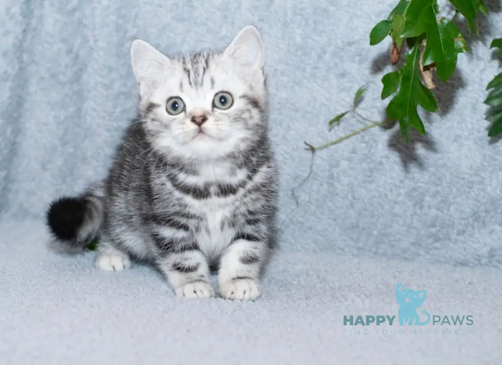 Milan Scottish Straight Male Black Silver Tabby Live Animals