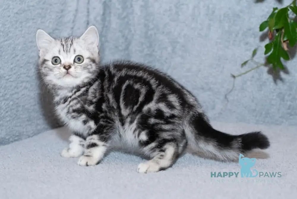 Milan Scottish Straight Male Black Silver Tabby Live Animals