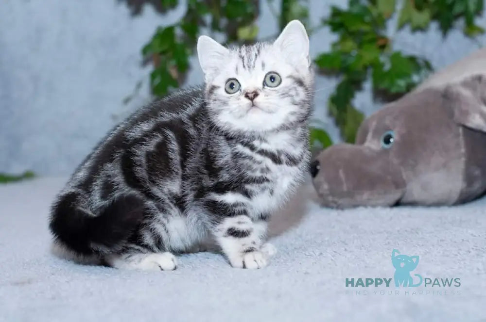 Milan Scottish Straight Male Black Silver Tabby Live Animals