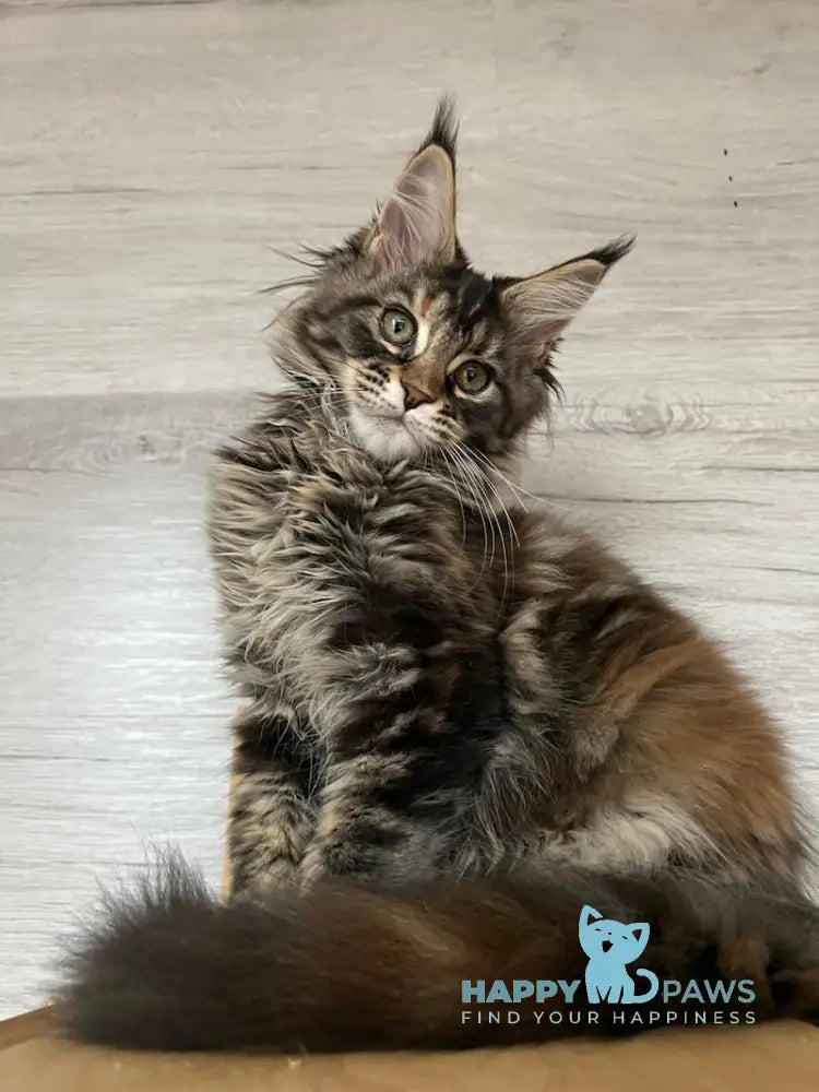 Milaniya Maine Coon Female Black Tortie Silver Tabby Live Animals