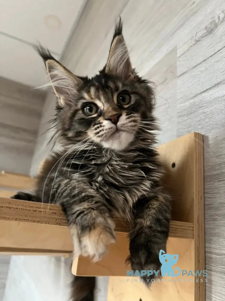 Milaniya Maine Coon Female Black Tortie Silver Tabby Live Animals