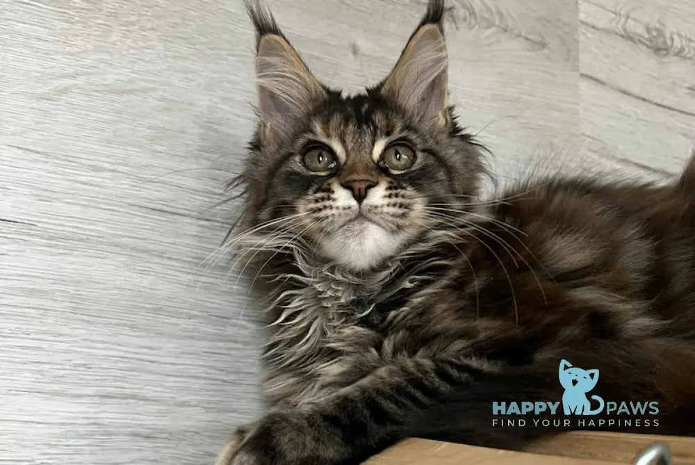 Milaniya Maine Coon Female Black Tortie Silver Tabby Live Animals