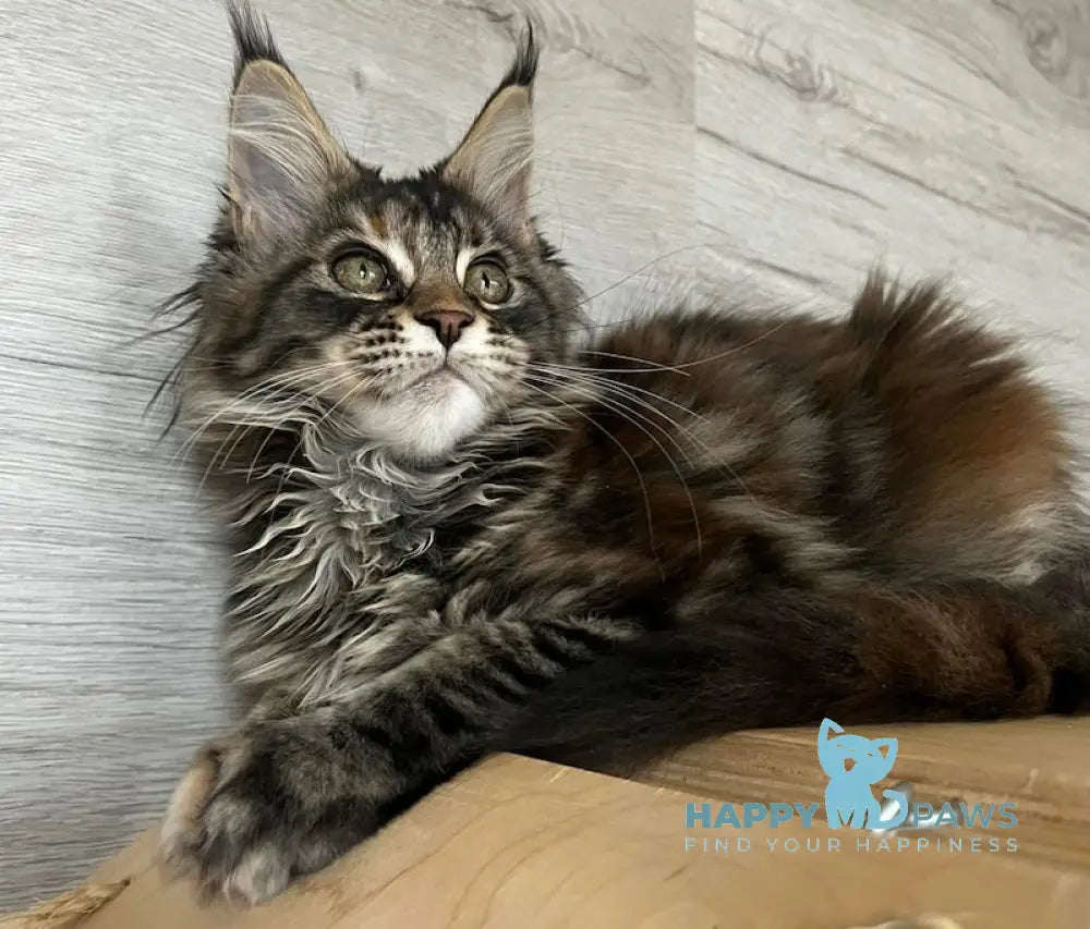 Milaniya Maine Coon Female Black Tortie Silver Tabby Live Animals